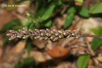 闊葉沼蘭 Malaxis latifolia 
11Oct09_0118h