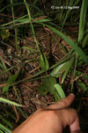 鵝毛玉鳳花，齒片鷺蘭 Habenaria dentata 
21Aug08_0040h