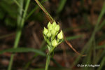 鵝毛玉鳳花，齒片鷺蘭 Habenaria dentata 21Aug08_0041h