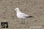 遺鷗 Relict Gull (Ichthyaetus relictus)
15Mar2015_0024s