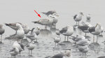 IMG_1303_08Mar2014
大型鷗：蒙古銀鷗首次度冬
特徵：上背淺色，少黑色，頭乾淨少紋。