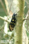 斑蟬（Spotted Black Cicada）
城門20Apr04_30001