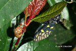 斑蟬（Spotted Black Cicada）
25Mar08_0062
