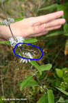 很小的螳螂
LongKei16Oc05_20078s
