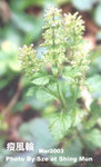 Clinopodium gracile (Benth.) Matsum.細風輪菜，瘦風輪_02