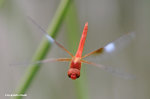 雲斑蜻（Evening Skimmer）
MaiPo21Sep06_20035s