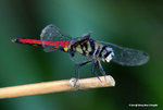 華麗寬腹蜻（雄性）（Forest Chaser，Male）
ShingMun31Aug06_20028