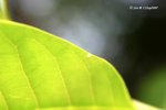 統帥青鳳蝶卵
11Sep07_0011d