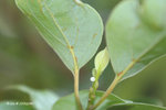 青鳳蝶既卵
21Oct07_0149