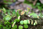 伏石蕨，螺厴草 Lemmaphyllum microphyllum (水龍骨科)
ShingMun21Jan07_0009h