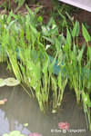 12Apr11_0017plant
梭魚草 Pontederia cordata 雨久花科（草本）