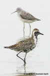 太平洋金斑（行鳥）（Pacific Golden Plover）@ MaiPo4Apr05_0080