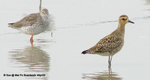 太平洋金斑（行鳥）（Pacific Golden Plover）（右）@ MaiPo4Apr05_0088