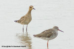太平洋金斑（行鳥）（Pacific Golden Plover）（左）@ MaiPo4Apr05_0091