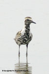 太平洋金斑（行鳥）（Pacific Golden Plover）@ MaiPo4Apr05_0095