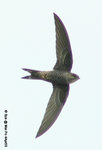 白腰雨燕（Pacific Swift）
MaiPo4Apr05_0040