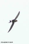 白腰雨燕（Pacific Swift）
MaiPo4Apr05_0041