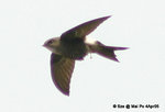白腰雨燕（Pacific Swift）
MaiPo4Apr05_0045