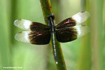 截斑脈蜻（雄）Pied Percher（male）
WetlandPark13Aug06_10016s