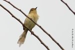 MaiPo13Mar07_0005b