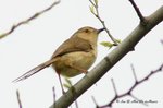 MaiPo13Mar07_0006b