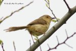 MaiPo13Mar07_0007b