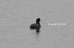 骨頂雞 / 白骨頂
2017-01-14-0068s