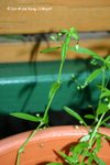 Hedyotis diffusa Willd.白花蛇舌草
22May07_0003h