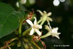 雞爪&#31765; Oxyceros sinensis 
27Apr08_0191