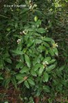 雞爪&#31765; Oxyceros sinensis 
27Apr08_0192