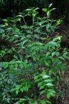 魚骨木,鐵矢米 Canthium dicoccum  (茜草科)
PlantGathering22Apr07_10018