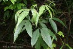 Melicope pteleifolia 密茱萸，三椏苦(芸香科)
PlantGathering22Apr07_10003
