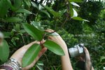 Clematis meyeniana 毛柱鐵線蓮 (毛茛科)
PlantGathering22Apr07_20049