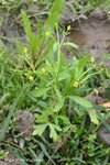 石龍芮 Ranunculus sceleratus L.(毛茛科)
wpPuiO11Feb07_10017h
