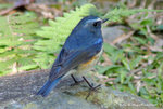 Red-flanked Bluetail（Male）紅&#33031;藍尾鴝（雄）
ShingMun30Dec06_0014b