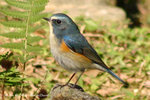 Red-flanked Bluetail（Male）紅&#33031;藍尾鴝（雄）
ShingMun30Dec06_0017b