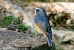 Red-flanked Bluetail（Male）紅&#33031;藍尾鴝（雄）
ShingMun30Dec06_0020b