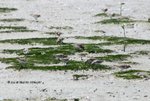 泥灘上數百隻的紅頸濱鷸正在忙碌地覓食！后海灣是牠們長途遷徙旅程中的一個重要的補給站！
MaiPo10May07_20017b