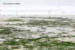 泥灘上數百隻的紅頸濱鷸正在忙碌地覓食！后海灣是牠們長途遷徙旅程中的一個重要的補給站！
MaiPo10May07_20022b