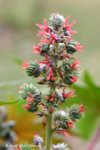 蓖麻 Ricinus communis L. (大戟科)
wpPuiO11Feb07_10006h