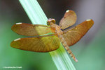 網脈蜻（雌性）（Russet Percher，female）
ShingMun31Aug06_20018