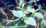 紫斑蝴蝶草，紫斑翼萼 Torenia fordii 
城門9OCT2003_214s