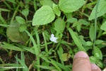 Lindernia antipoda 泥花草（母草屬 Lindernia sp.）WPPlant24Nov06_20058h