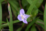 Lindernia antipoda 泥花草（母草屬 Lindernia sp.）
WPPlant24Nov06_20060h