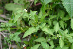 海桐葉白英，玉山茄 Solanum pittosporifolium（茄科）
wpPuiO11Feb07_20036h