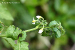 海桐葉白英，玉山茄 Solanum pittosporifolium（茄科）
wpPuiO11Feb07_20038h