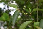 Symplocos lancifolia 光葉山礬(山礬科)
PlantGathering22Apr07_30031