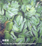 槐葉蘋_01