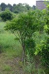 Cerbera manghas L. 海芒果 (夾竹桃科)
WPPlant24Nov06_20033h
