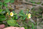 Sida rhombifolia 黃花母，白背黃花稔 (錦葵科)
wpPuiO11Feb07_20042h